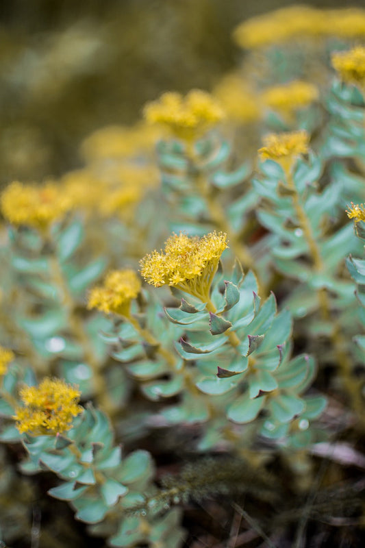 The Secret Power of Rhodiola Rosea: Nature’s Answer to Stress, Energy & Focus